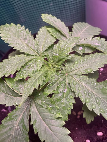 Outdoor Green House — vegetative, day 16