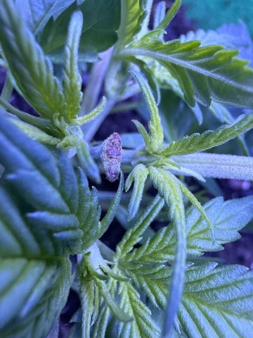 First time growing  — vegetative, day 1