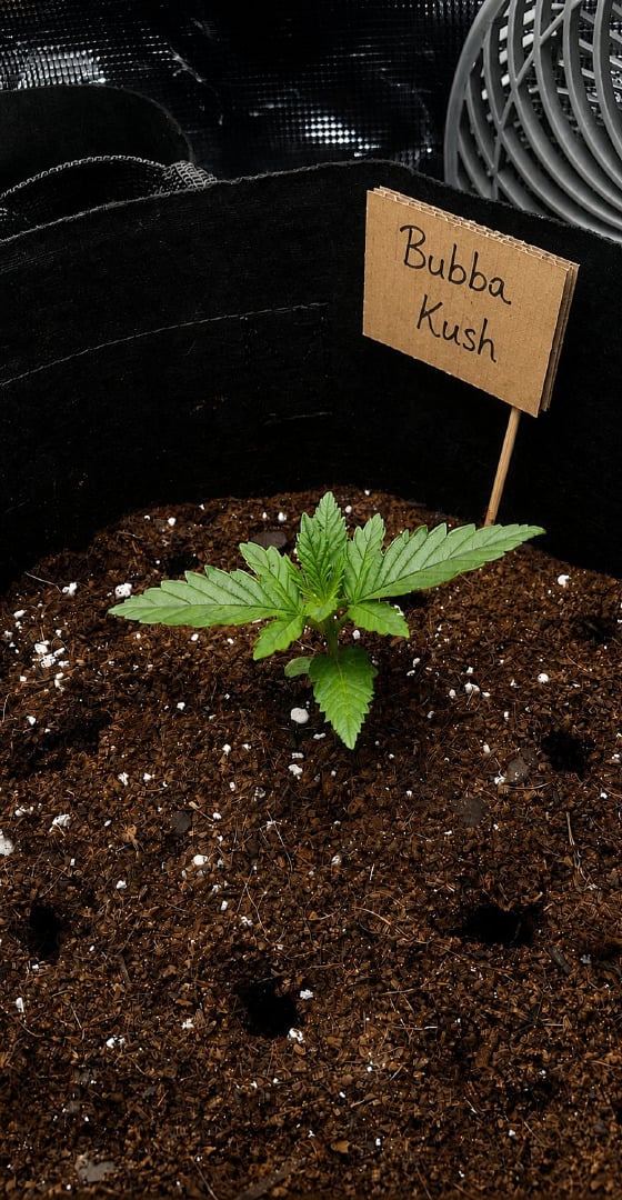 Bubba KUSH