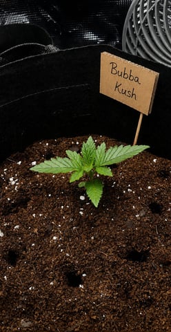 Bubba KUSH — seedling_rooting, day 1