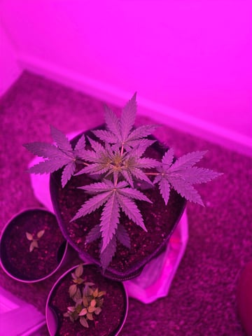 First Grow — flower, day 25