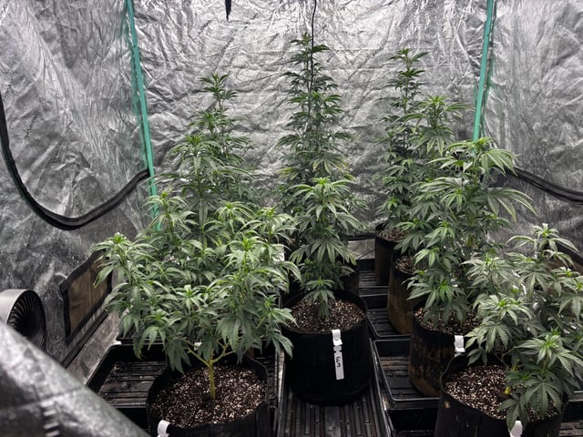 Mixed Freebies — flower, day 72