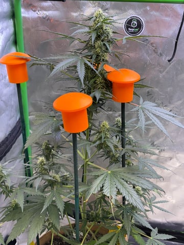 northern Lights “AUTO’S” — flower, day 1