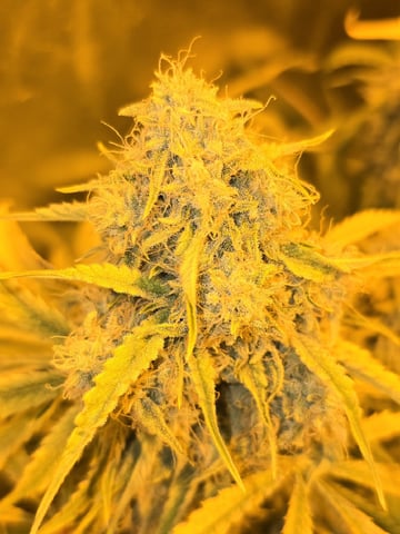 Autos AGAIN — flower, day 72