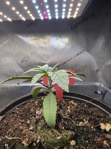 Granny Candy and PLCG — grow_setup, day 20