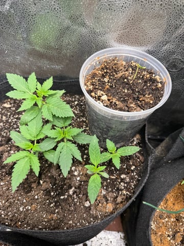 Do-si-doe — vegetative, day 1