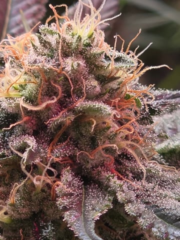 kooosher kush — flower, day 1