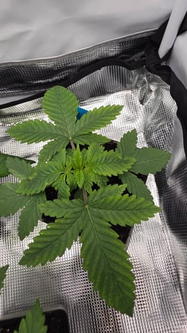 Original 1990 genetics  — vegetative, day 27