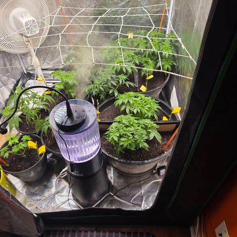 1st indoor grow 8 smaller plan t s — vegetative, day 34