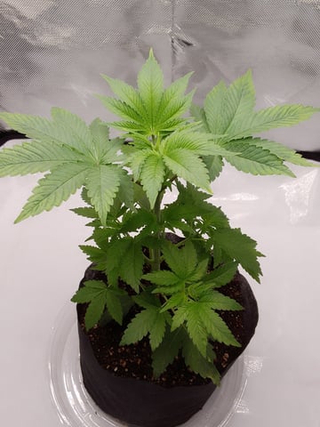 blue dream bag seed — vegetative, day 12