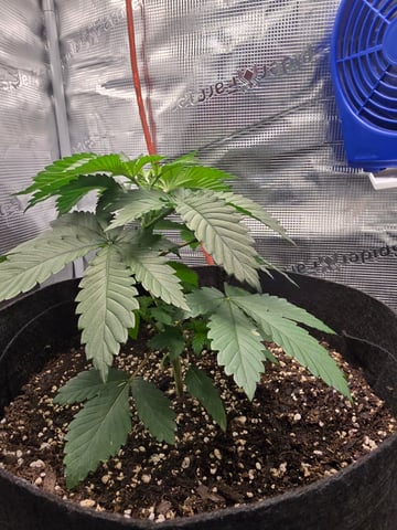 Northern lights #10 2nd plant (Selkies) — vegetative, day 22