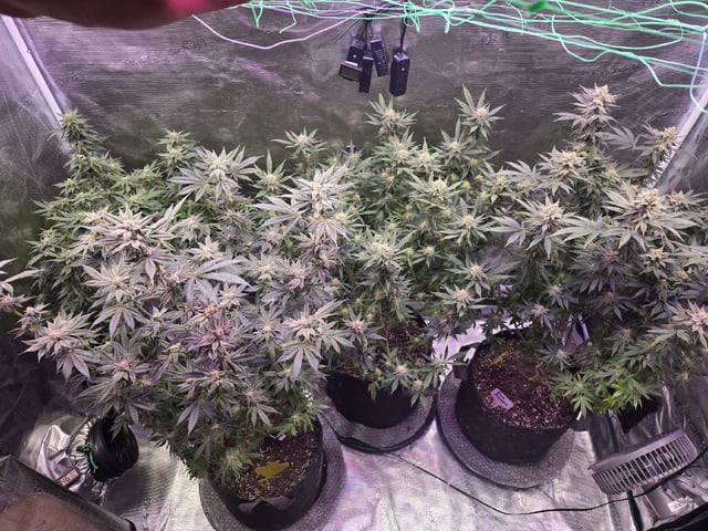 4 strains in 1 tent — flower, day 97