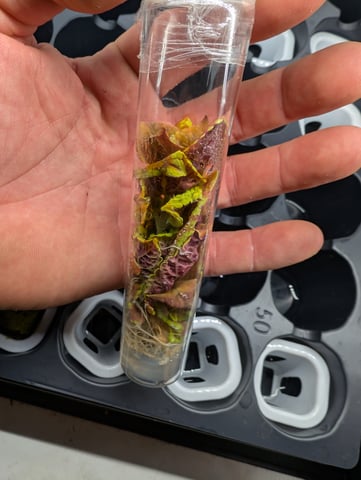 Plant in a test tube — seedling_rooting, day 32