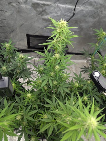 Autos — flower, day 40