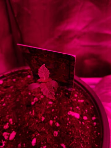 II — seedling_rooting, day 1