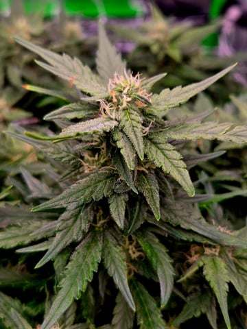 Fastbuds Autoflower Run — flower, day 70