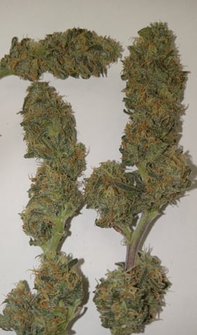   and one L.a kush cake . — flower, day 113