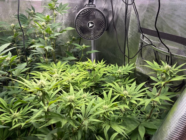 grow 3 — flower, day 22