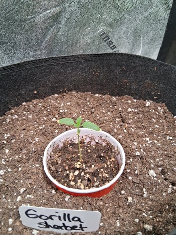 Gorilla Sherbet  — vegetative, day 1