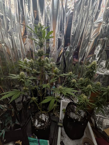 Zkittlez (Auto) — flower, day 80