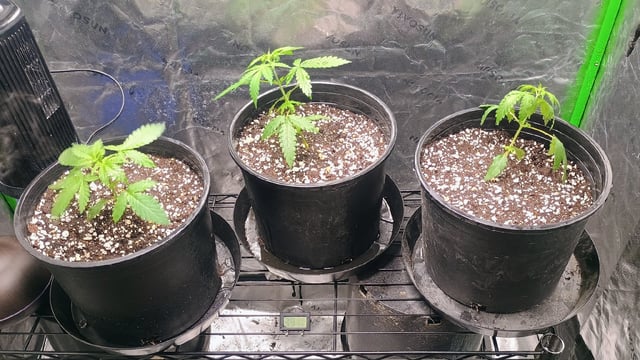 4 Plant Maddog724 Batch 0001-01 — vegetative, day 23
