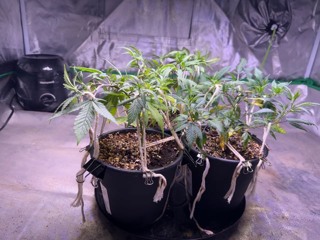 Green Gelato — vegetative, day 16