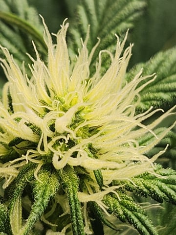 Rings of Saturn & Ghostboosters - Apollo Haze Artisanal Line — flower, day 41