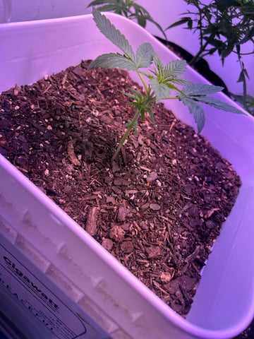 Gigawatt  — vegetative, day 52