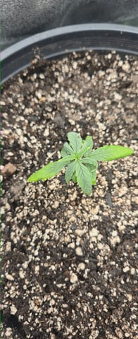 DeathStar, Grease Monkey, Goat Latto, Northern Lights — vegetative, day 33