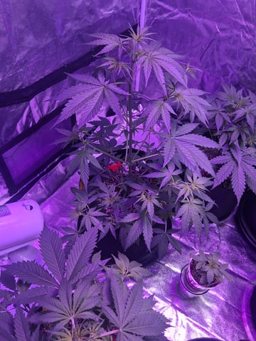 first auto grow — vegetative, day 33