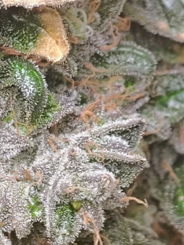 Athena Run  — flower, day 112