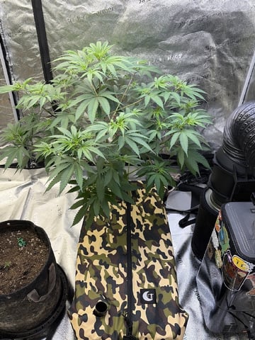 Humboldt, Hella Jelly. Jelly Donut  — flower, day 45