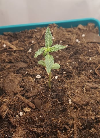 Plant 10A — seedling_rooting, day 2