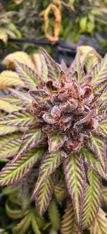 Attack Of The Clones — flower, day 92