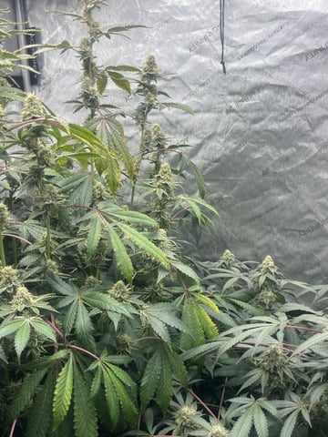The Bling  — flower, day 120