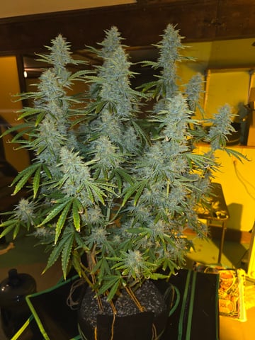 2nd Autoflower Indoor Grow — flower, day 75