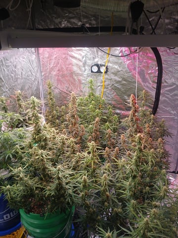 Cornucopia of Cannabis — grow_setup, day 1