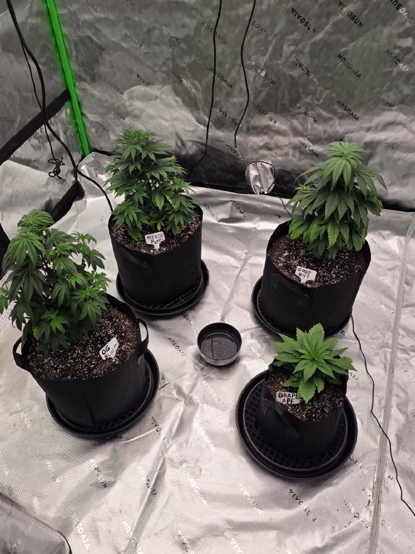 Summer 2026 Grow