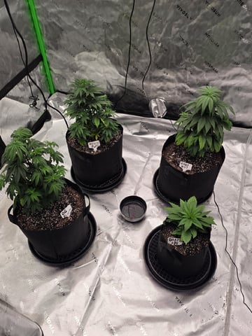Summer 2026 Grow