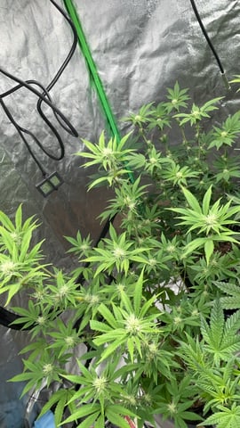 CB (Fem Photo) — flower, day 45