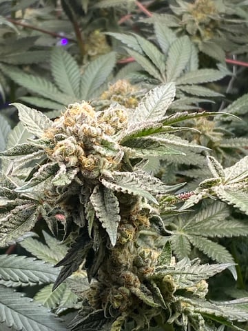 E Grow  — flower, day 44
