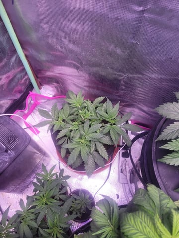 Making Crosses  — vegetative, day 77