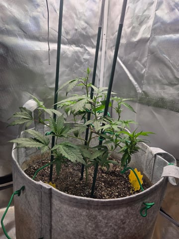 Looking for advice! — vegetative, day 34