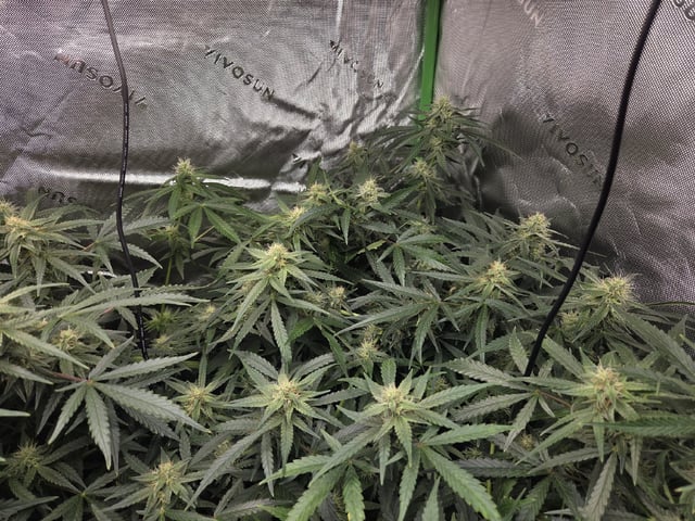 First Grow!!! — flower, day 6