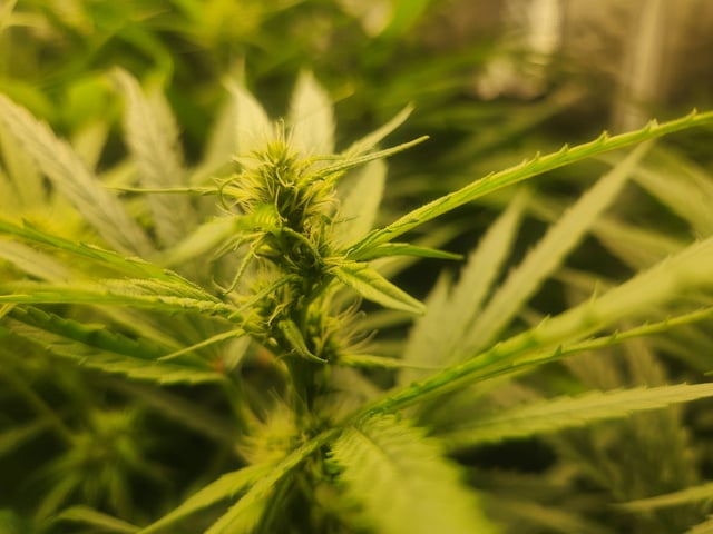 Sour Diesel — flower, day 6