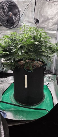 August Grow — flower, day 52