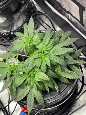 1st Ever Grow (Fat Bastard)(RDWC)  — vegetative, day 44