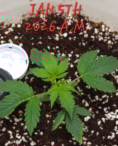 Dos Si Dos. Indica — vegetative, day 11