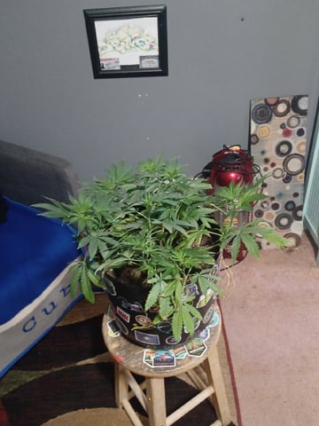 Poor Ivory — vegetative, day 63