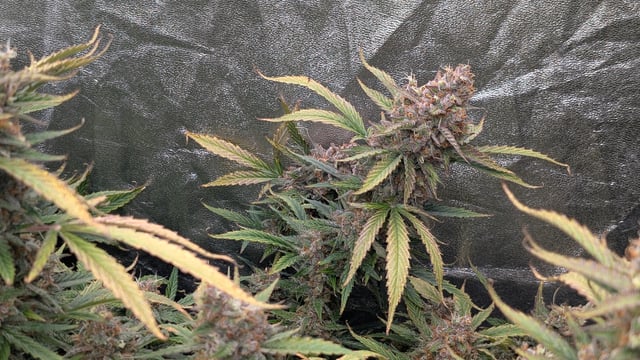 Strawberry Cheesecake Seedsman Seeds Autoflowers x2 — flower, day 102